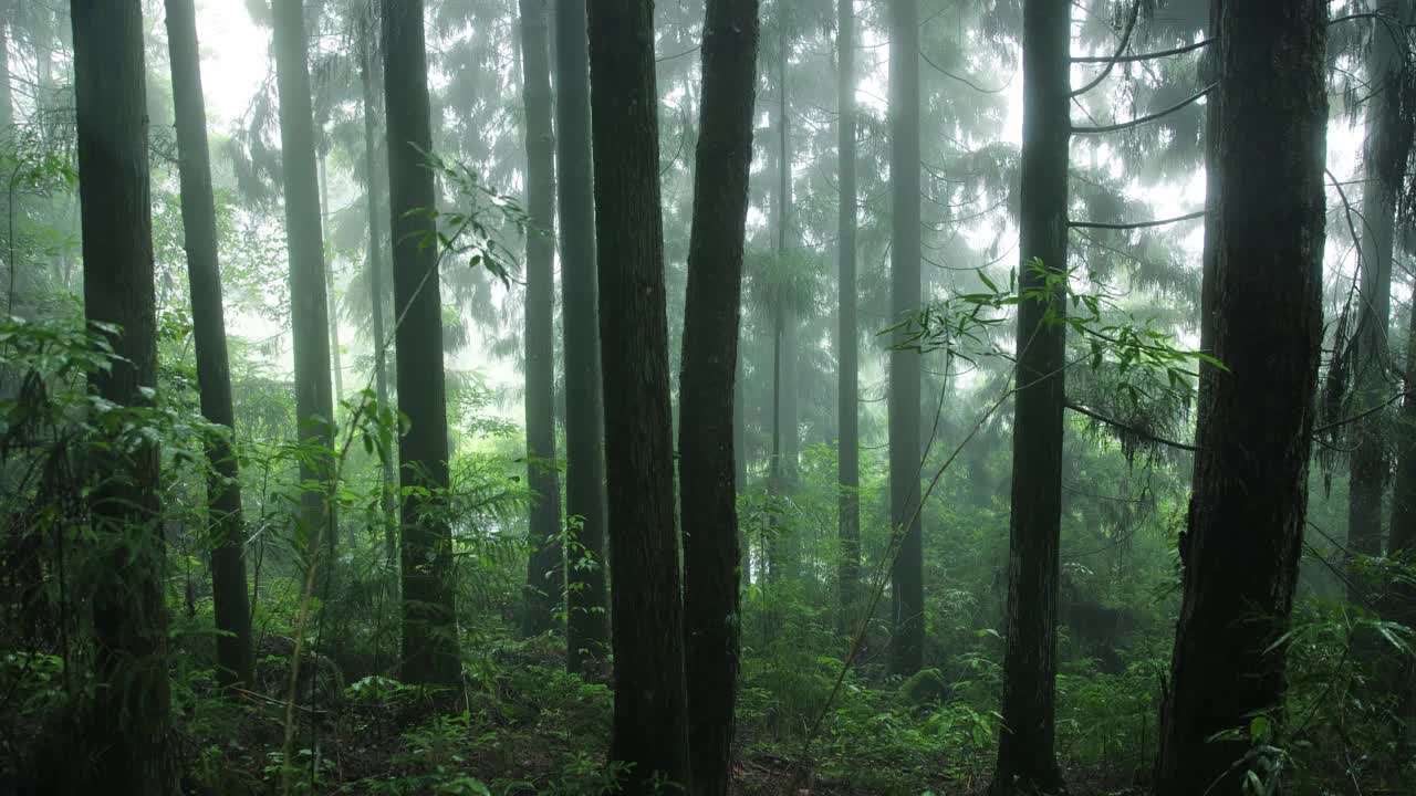 雨中的森林视频素材