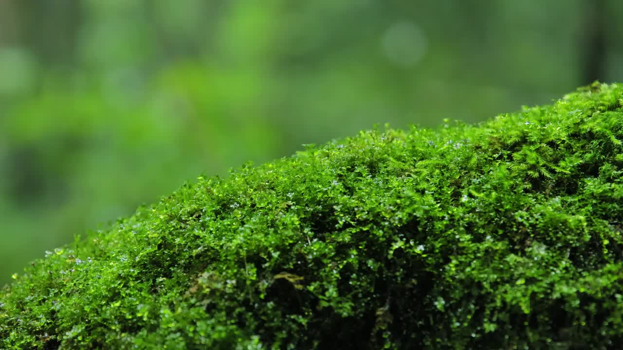 雨中的苔藓视频素材