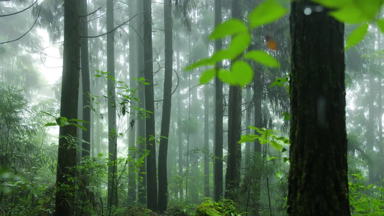 雨中的森林视频素材