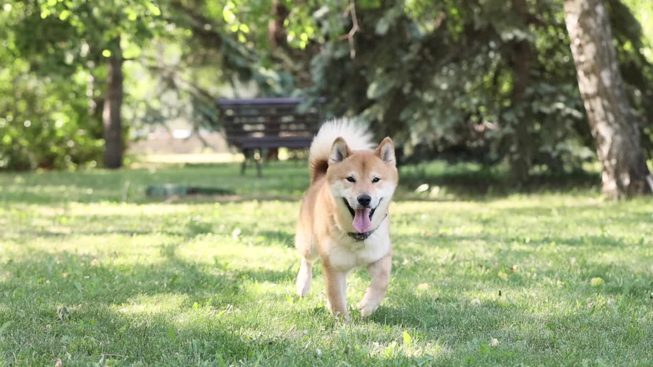 可爱快乐的狗狗Shiba Inu在绿色的草地上跑着，看着相机，在夏天玩得很开心视频素材