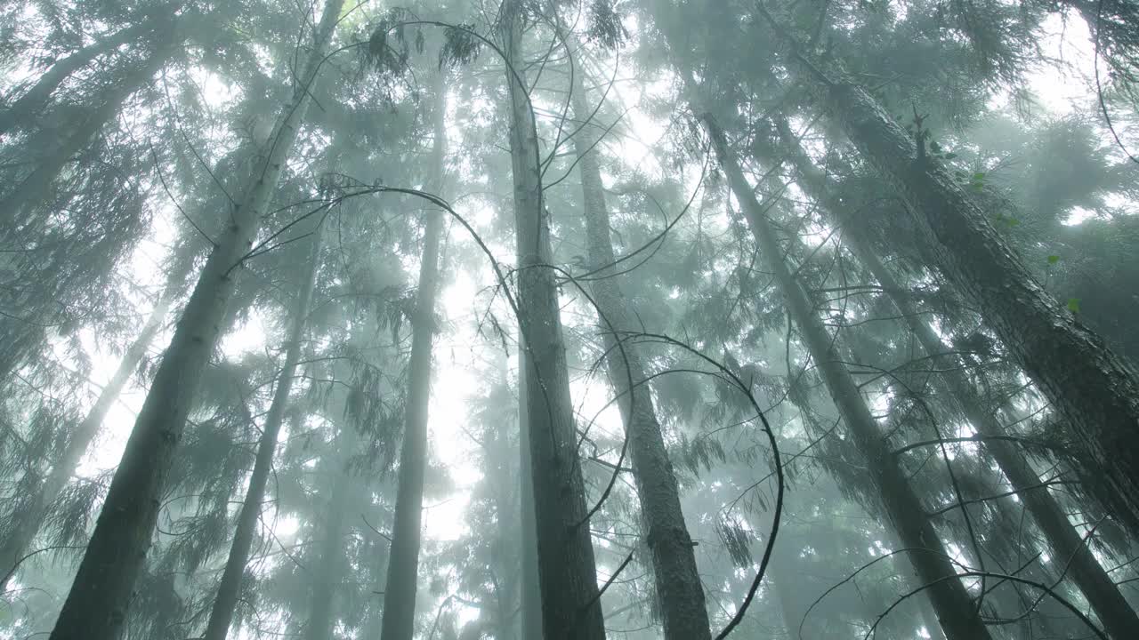 雨从树顶落下视频素材