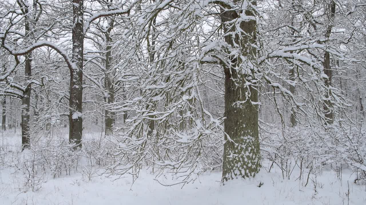 森林里的老橡树被白雪覆盖，冬天到了。法国，巴伐利亚，德国，欧洲。视频素材