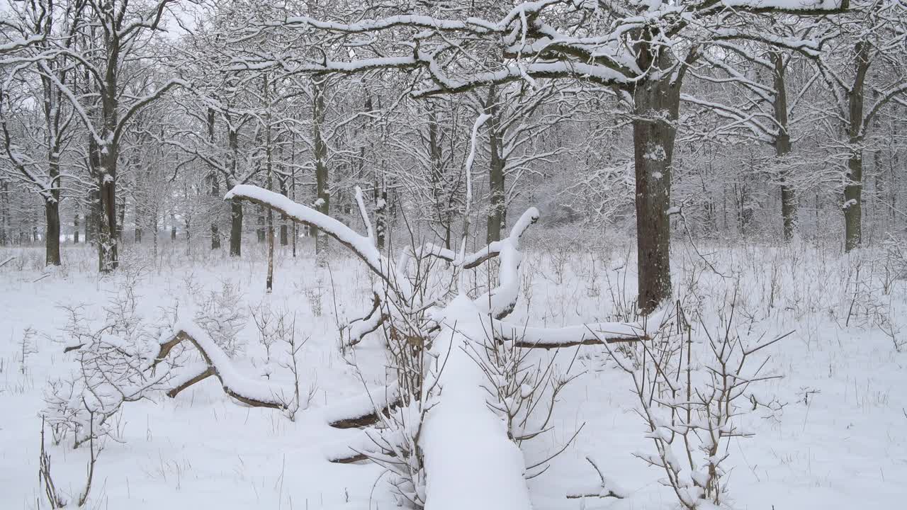 森林里的橡树被雪覆盖着，一棵大树躺在地上，冬天。法国，巴伐利亚，德国，欧洲。视频素材