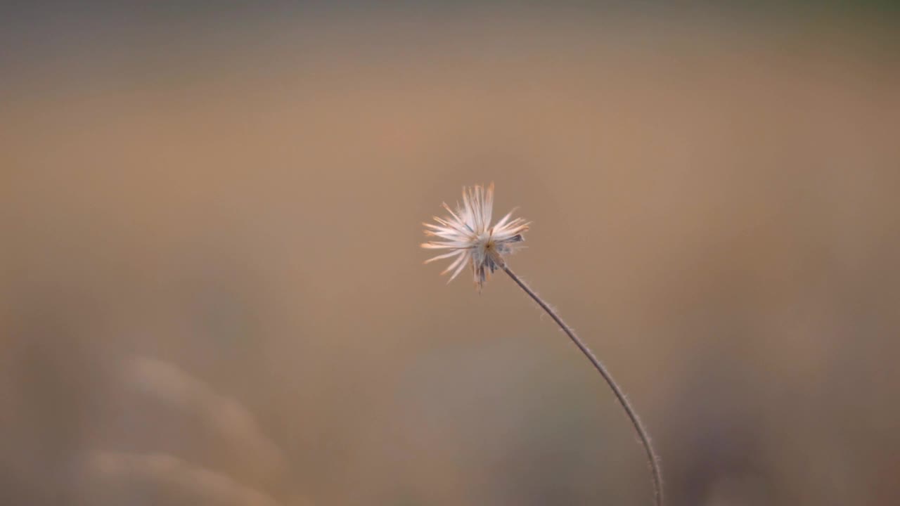 陆地上草的特写镜头视频素材