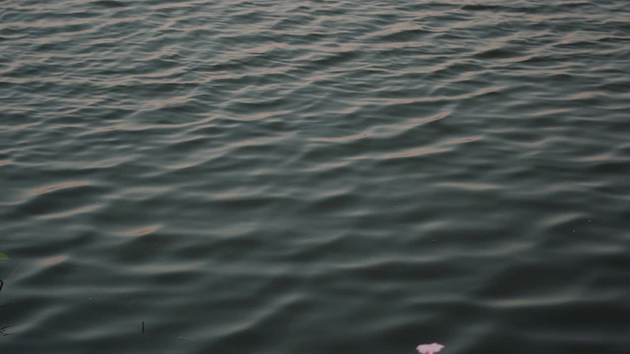 近距离拍摄的水涟漪在日落。水背景，水因风而形成波浪视频素材