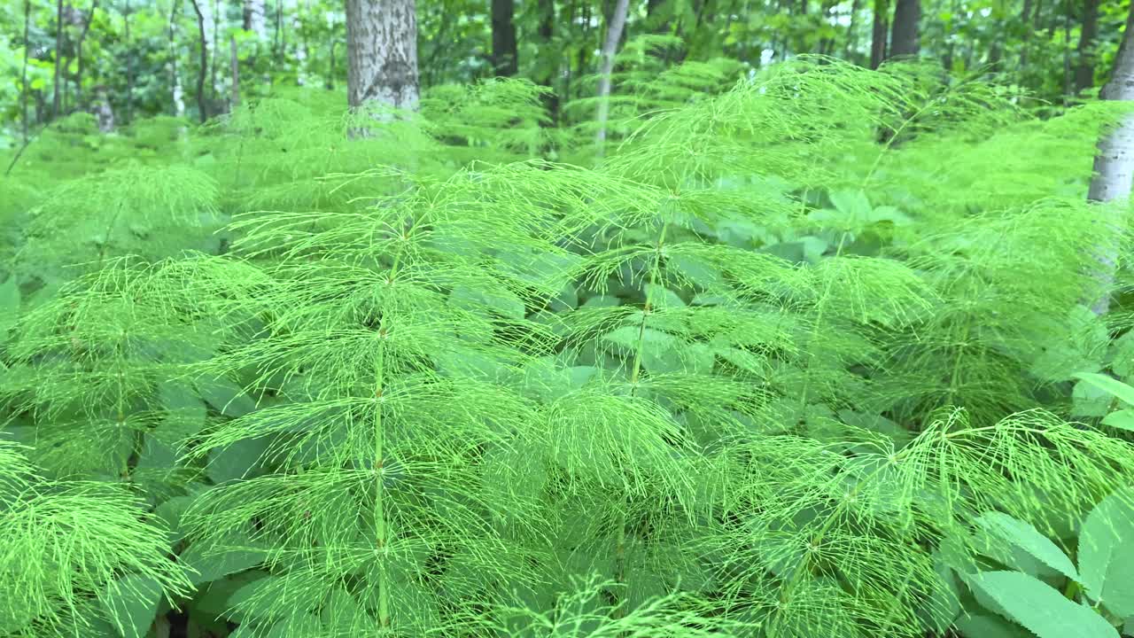 野生蕨类灌木近距离摇摆在风中的森林蕨类在森林中视频素材