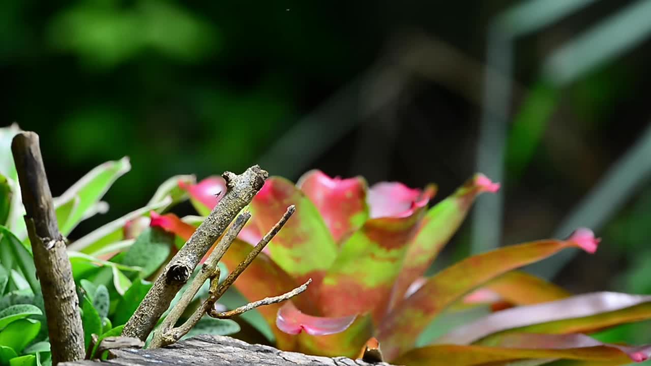 花园里的小鸟。视频下载