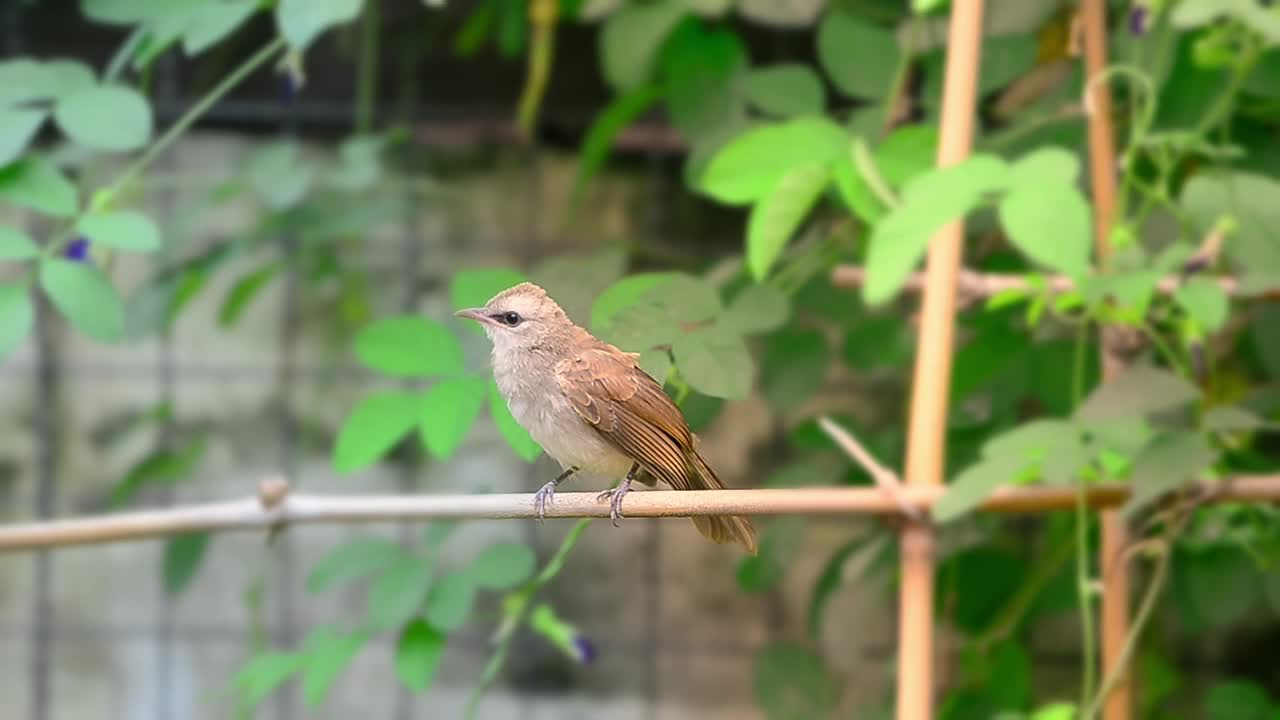 花园里的小鸟。视频素材