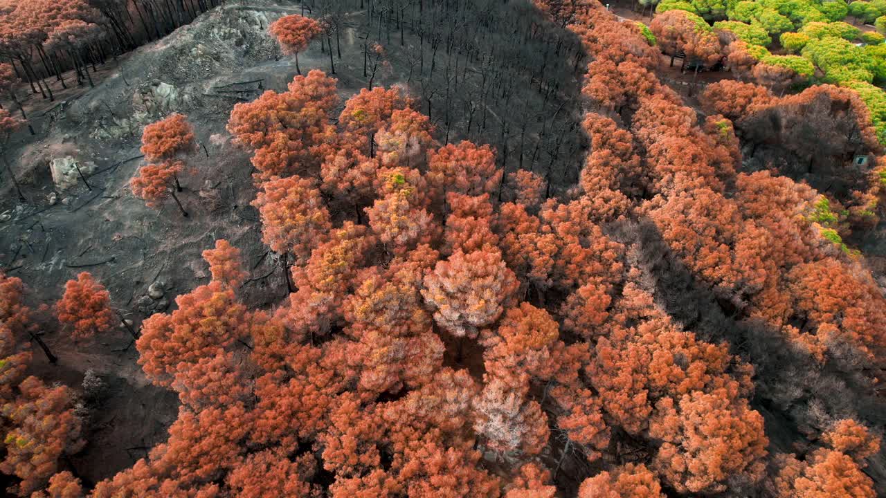 无人机拍摄的地中海松树林大火后被烧毁的森林。视频素材