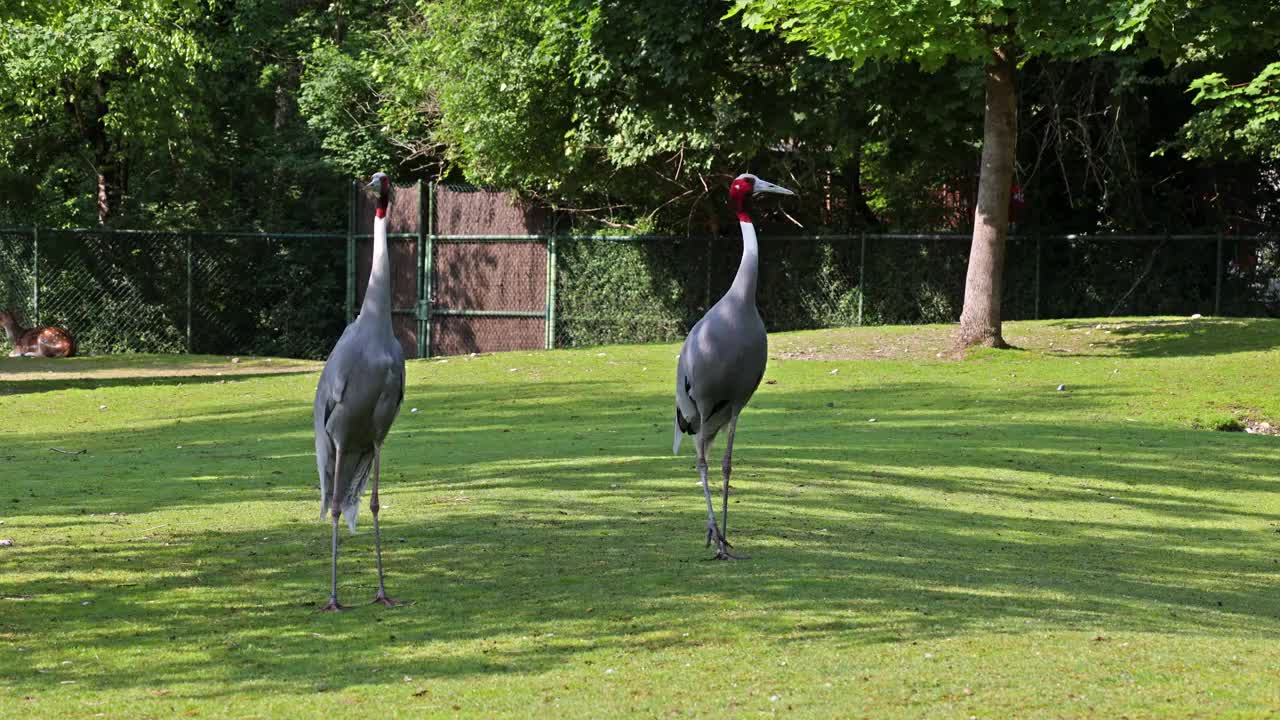 Sarus crane, Grus antigone也被称为印度Sarus crane视频素材