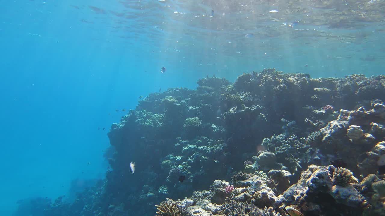 小丑鱼庇护所和海葵视频素材