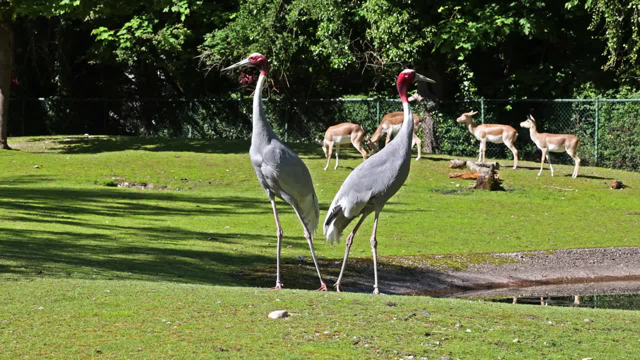 Sarus crane, Grus antigone也被称为印度Sarus crane视频素材