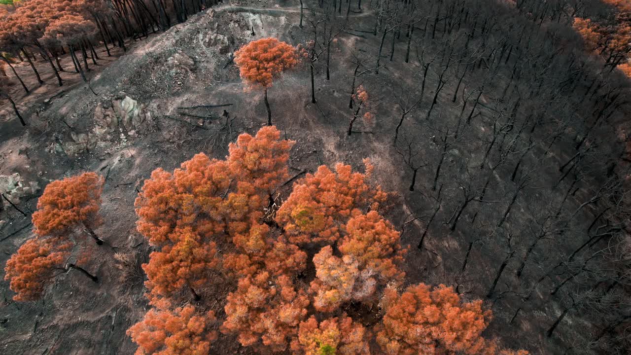 无人机拍摄的地中海松树林大火后被烧毁的森林。视频素材