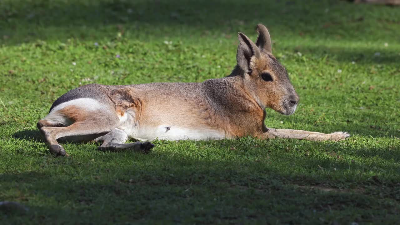 Patagonian Mara, Dolichotis patagonum是豚鼠的一个大亲戚。视频素材