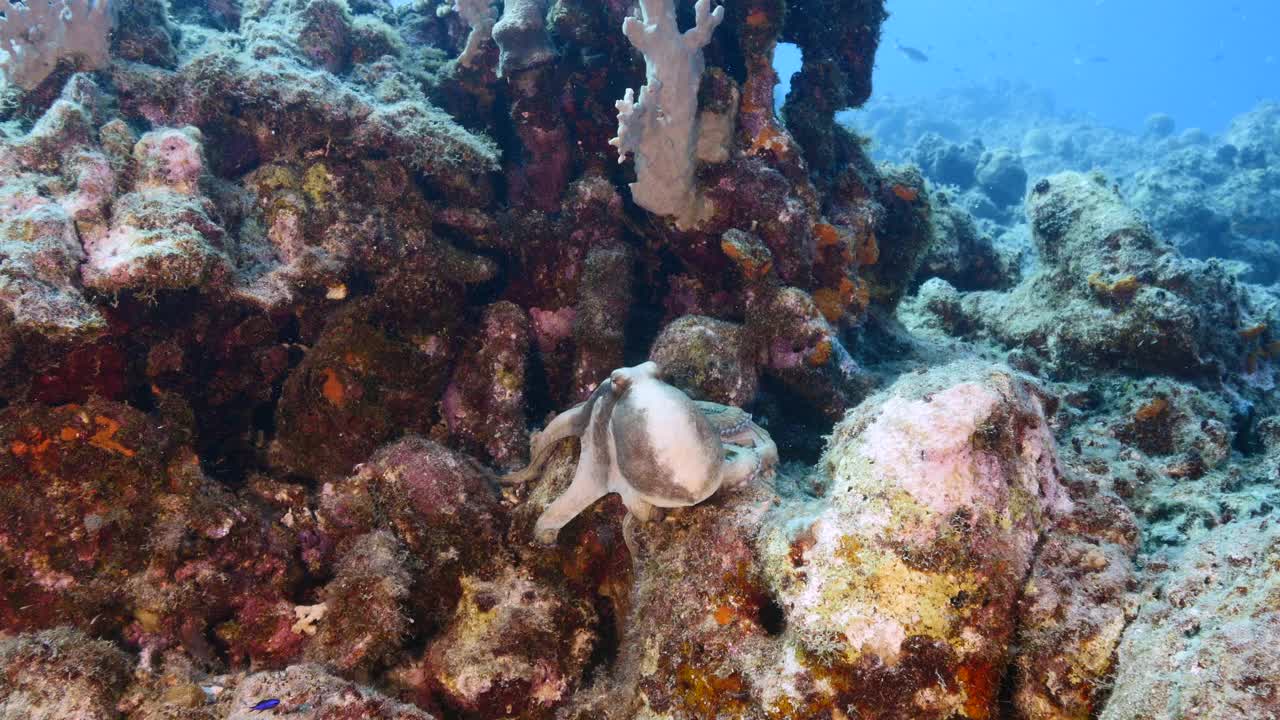 在库拉索岛附近的加勒比海珊瑚礁的绿松石水章鱼的海景视频素材