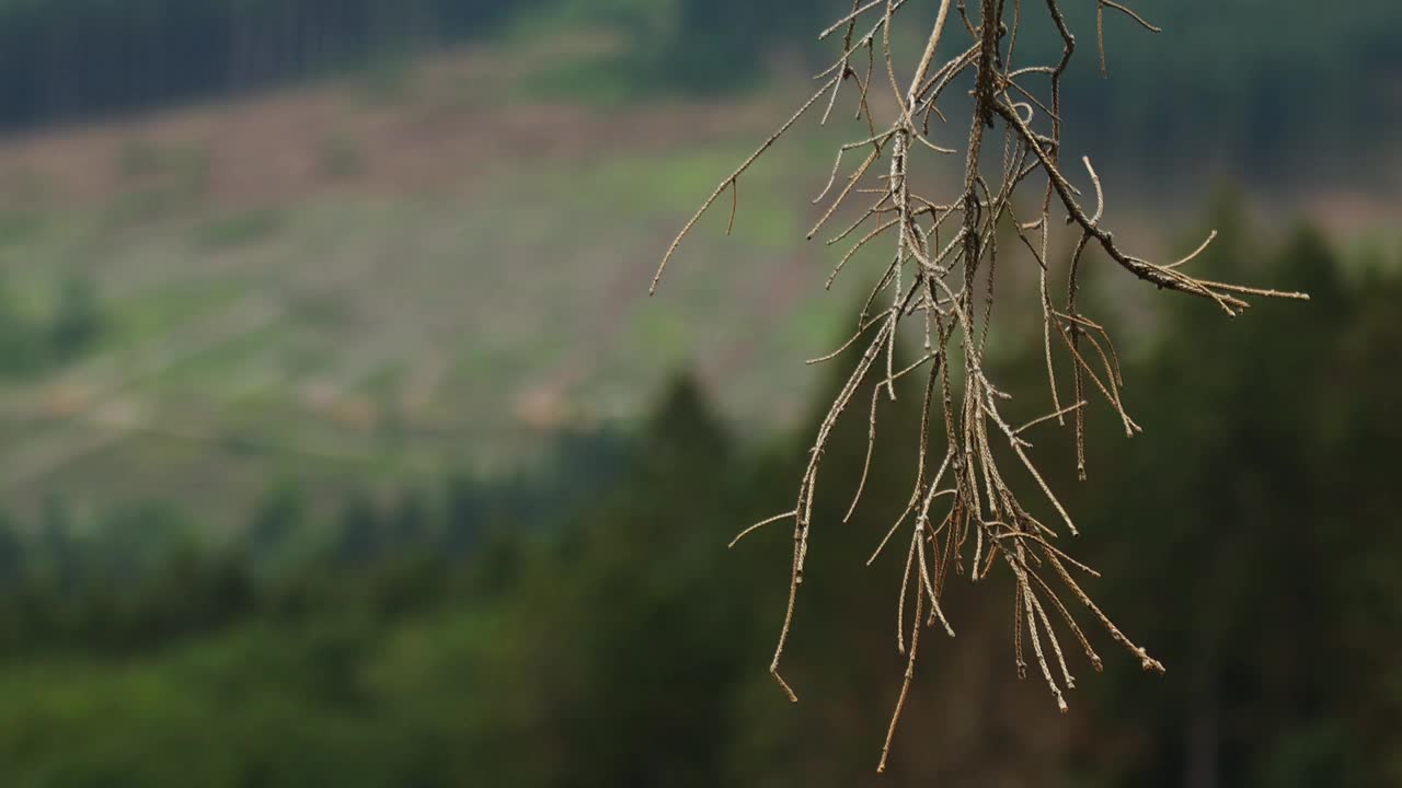 一根干燥的树枝在森林中的风里视频素材