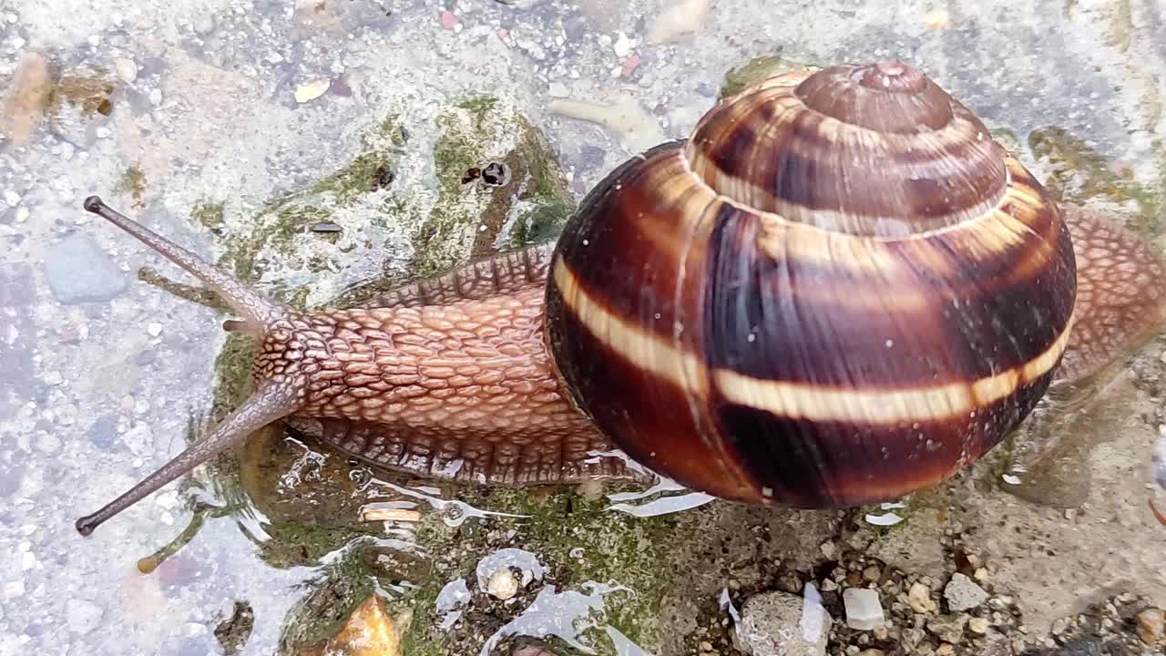 雨后葡萄蜗牛在水坑里爬。视频素材