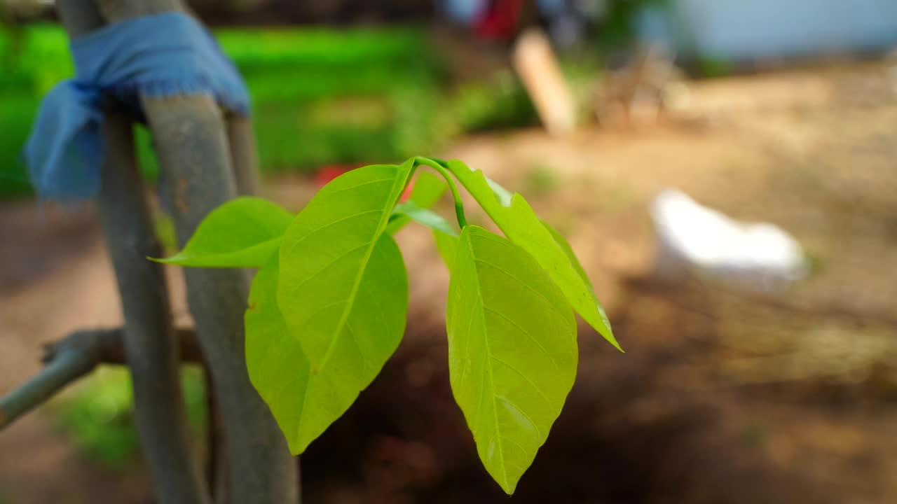 有吸引人的绿色色素的花叶图案。生长植物，叶直。视频素材