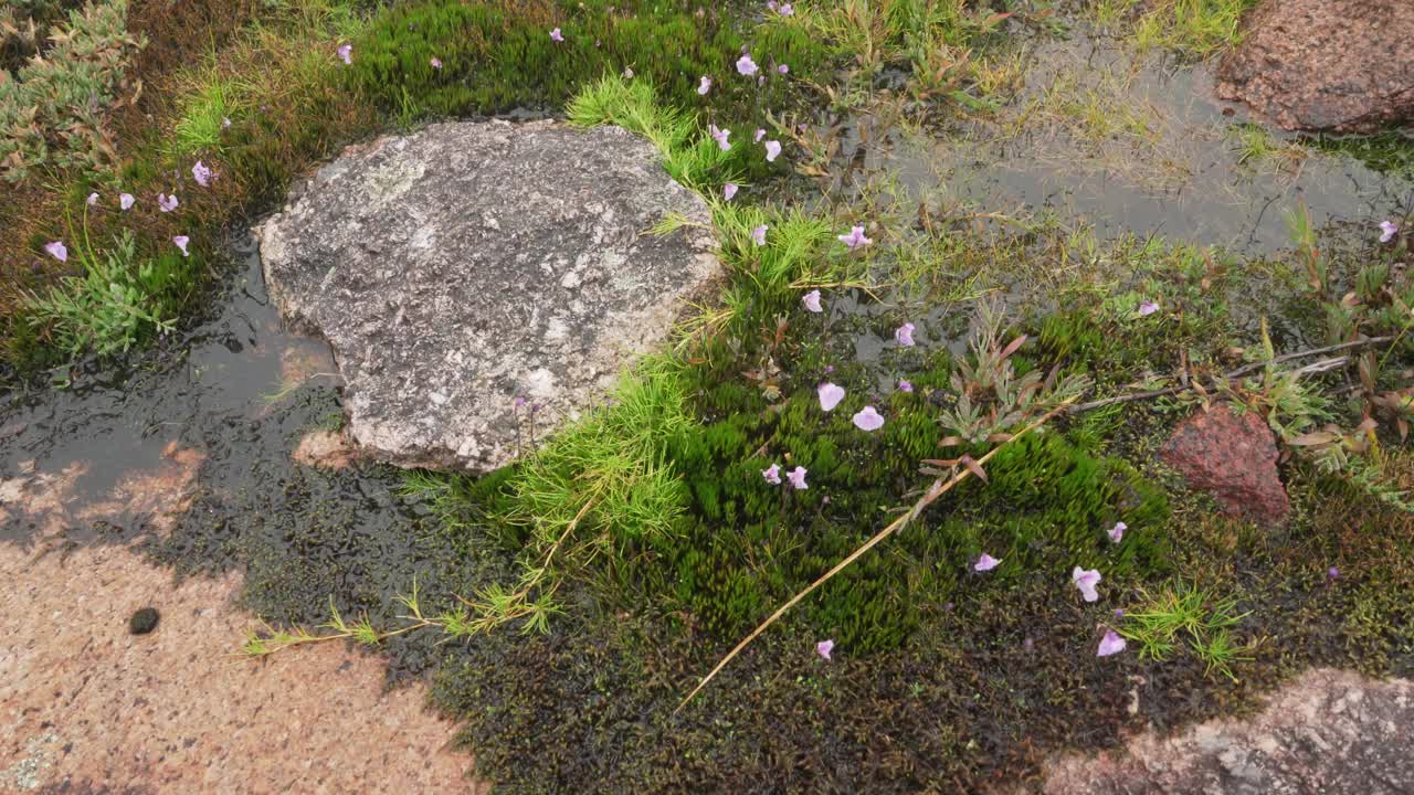 生长在绿色苔藓附近的潮湿石头上的小丁香花，是马达加斯加安德林吉拉特有的植物视频素材