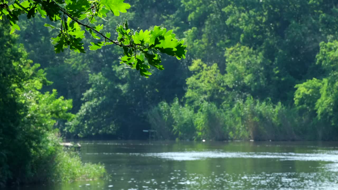 自然河流附近。树上的绿叶在风中摇曳，倒映在水中，阳光透过树叶闪耀。河水在早晨浮出水面。森林里的宁静和自然之美。景观视频素材