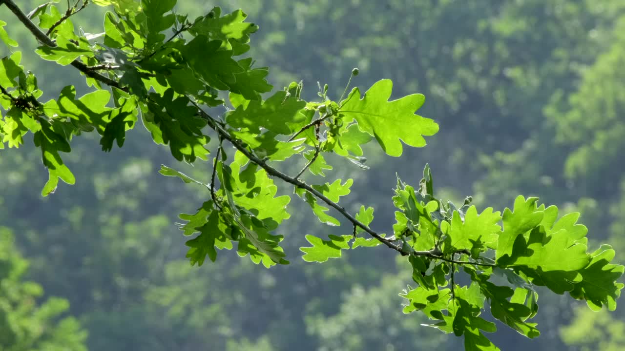 自然河流附近。树上的绿叶在风中摇曳，倒映在水中，阳光透过树叶闪耀。河水在早晨浮出水面。森林里的宁静和自然之美。景观视频素材