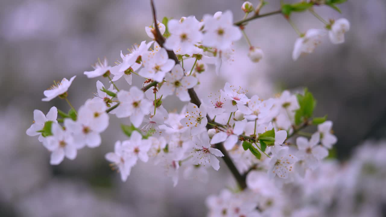 苹果树花视频素材