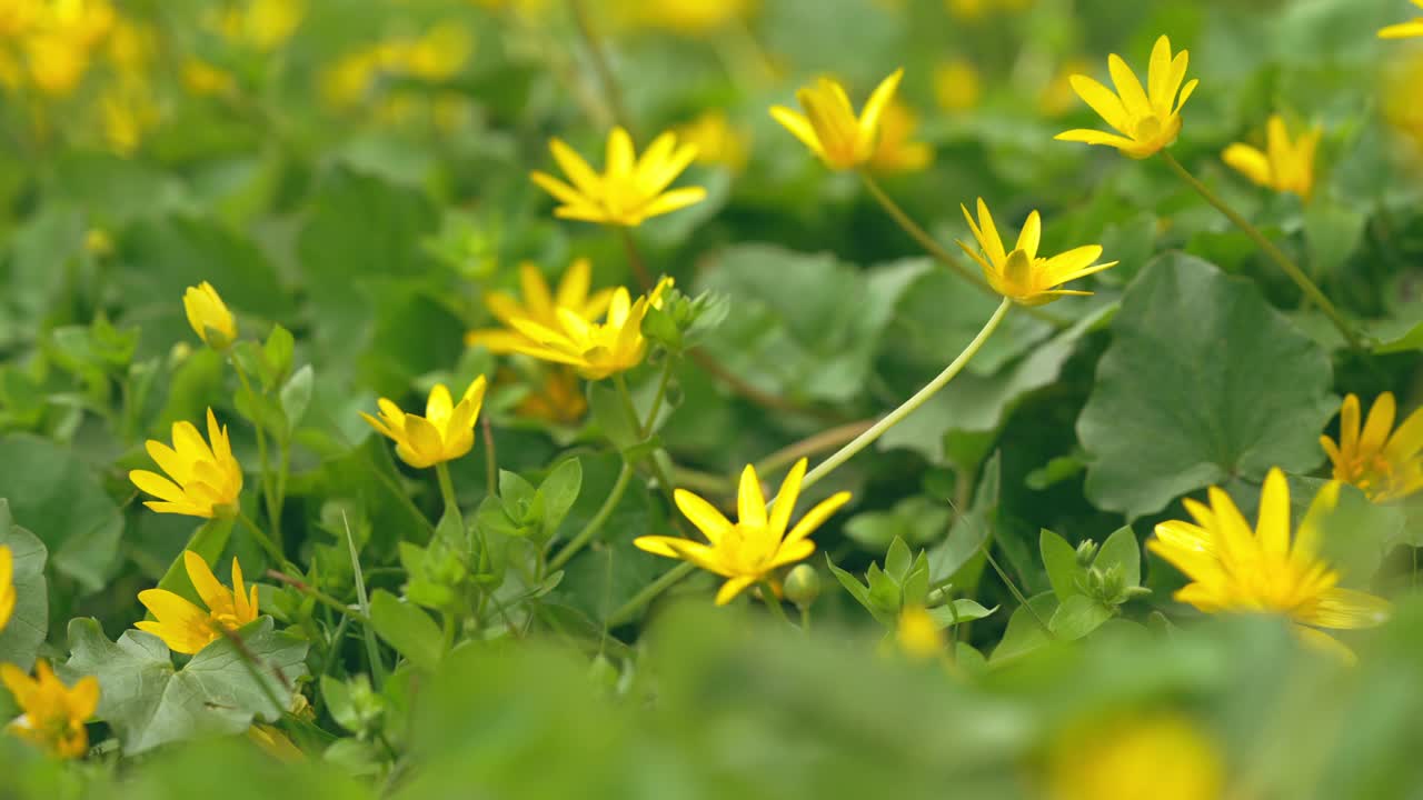 春天的野花特写视频素材