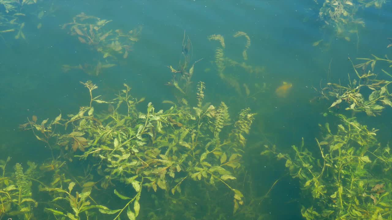 水下的海藻特写-靠近岸边的池塘，海湾视频素材