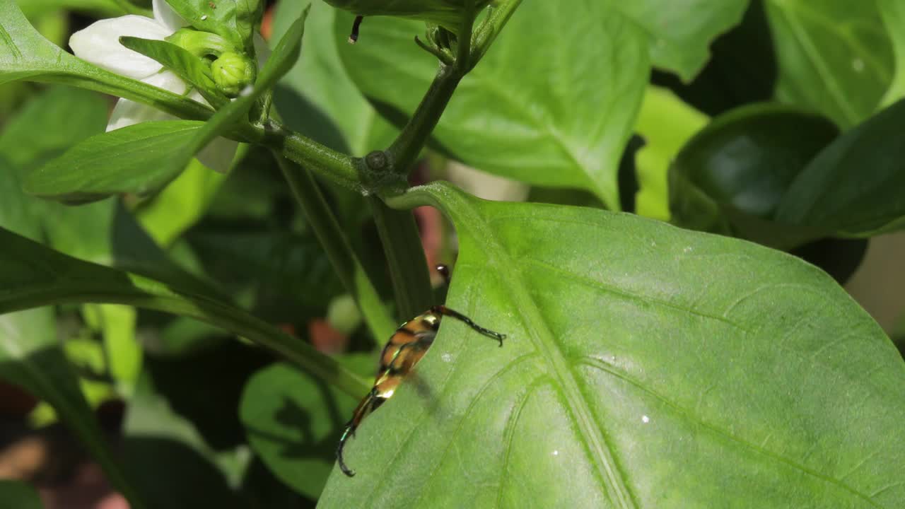 June Bug Beetle近距离观察视频素材