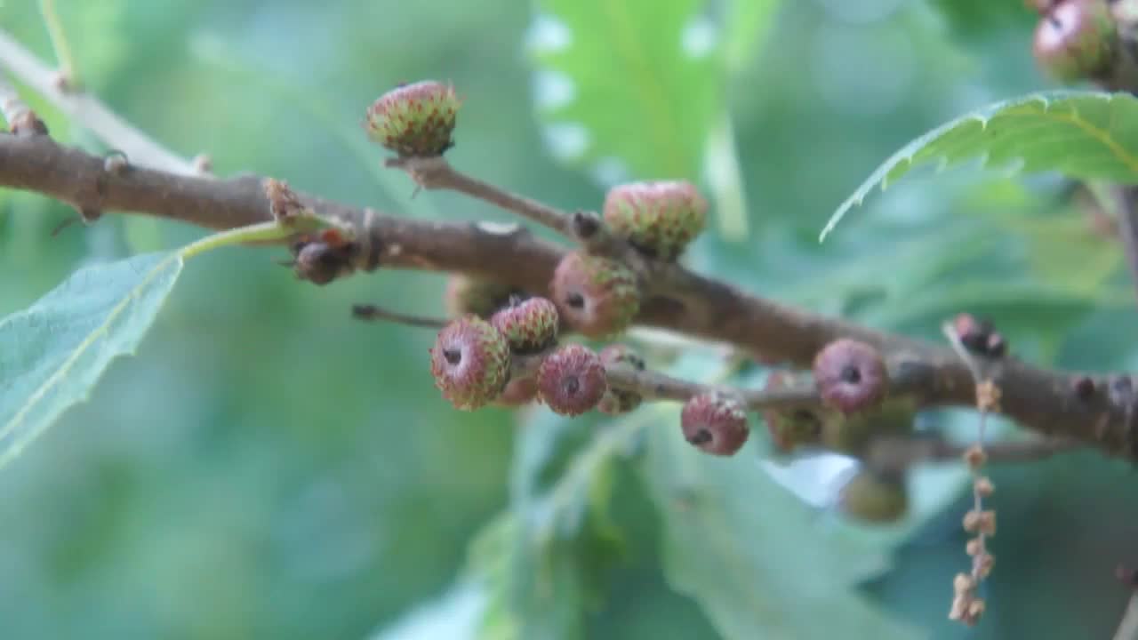 土耳其橡树(栎属)-小枝，叶子和橡子视频素材