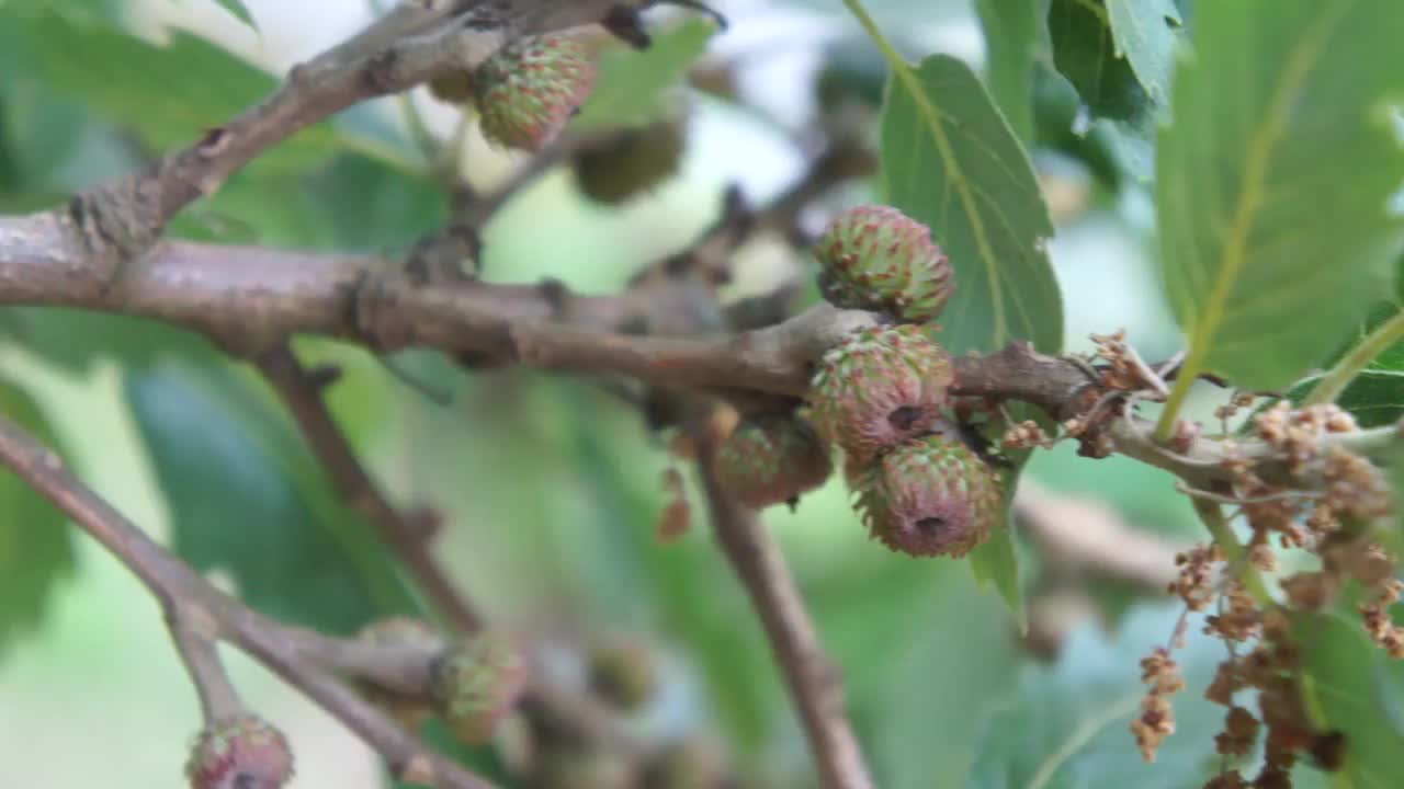 土耳其橡树(栎属)-小枝，叶子和橡子视频素材