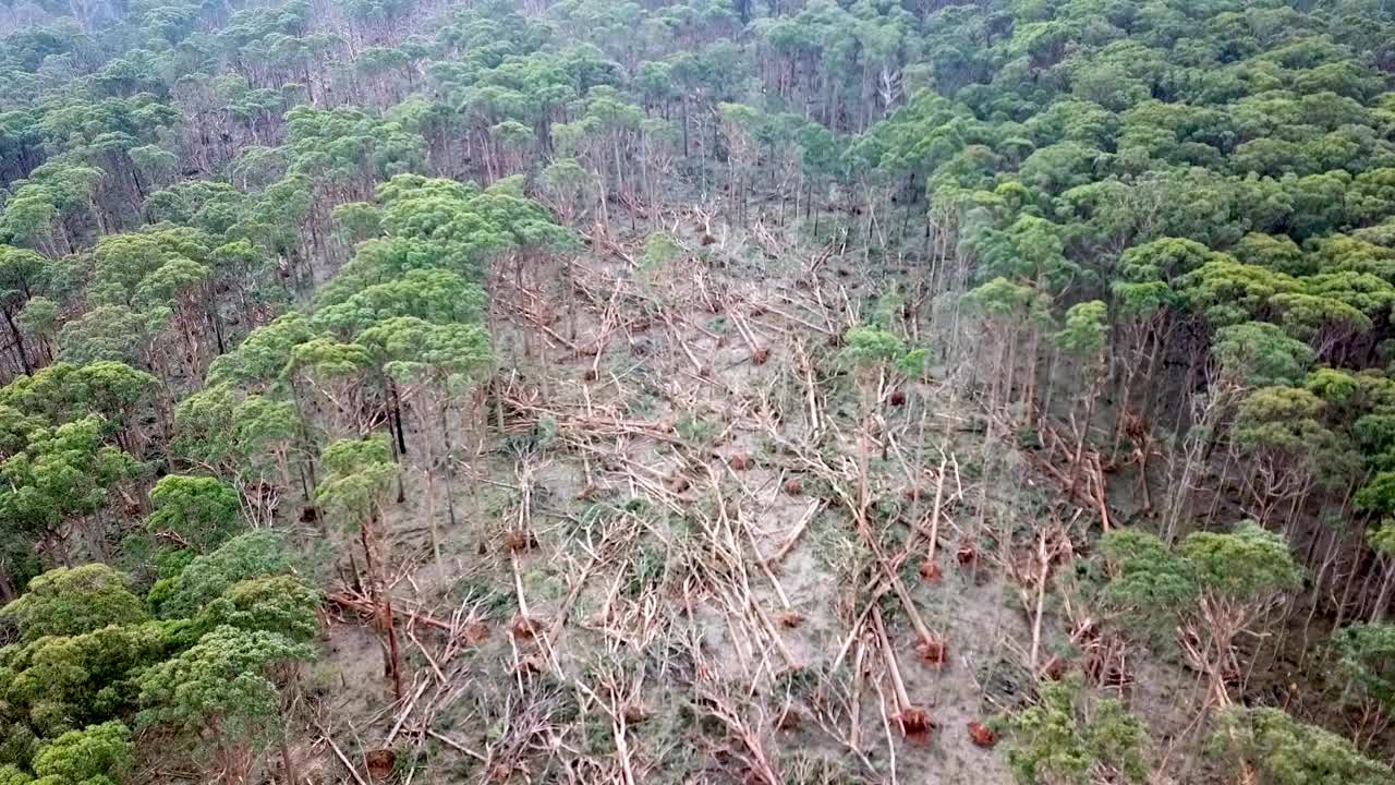 2021年6月10日，澳大利亚维多利亚州，风暴过后，布拉托附近一片森林里倒下的树木缓慢移动的航拍镜头。视频素材