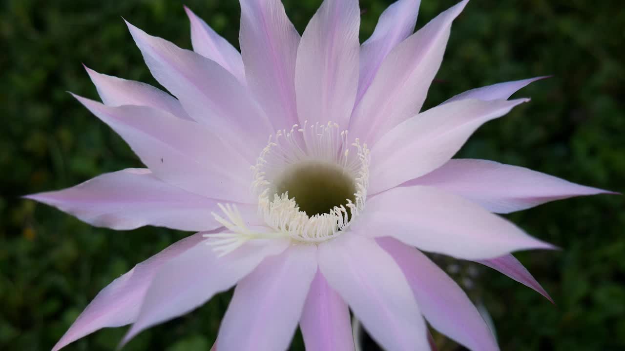 在院子里开粉红色的仙人掌花。Echinopsis Kermesina。视频素材