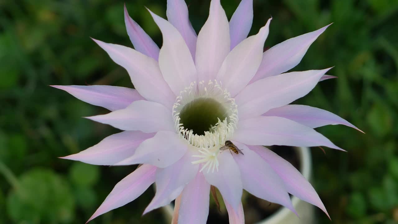 粉红色的仙人掌花和一只蜜蜂。Echinopsis Kermesina。视频素材