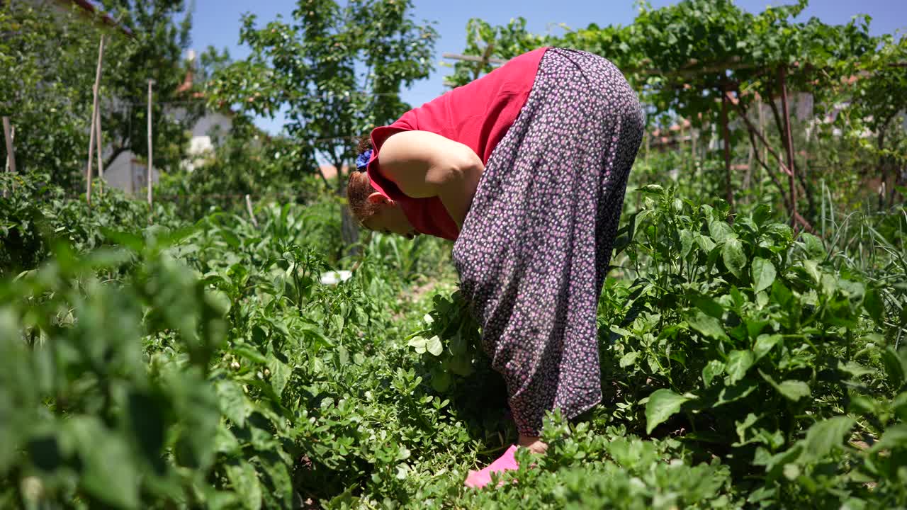 年长的妇女在花园里收割蔬菜视频素材