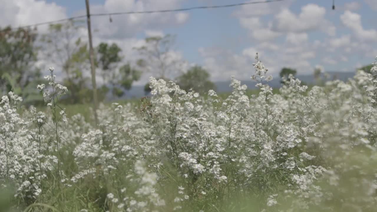 美丽的白色雏菊在田野里随风摇曳。概念:自然，花卉，春天，生物，动物，环境，生态系统。视频素材