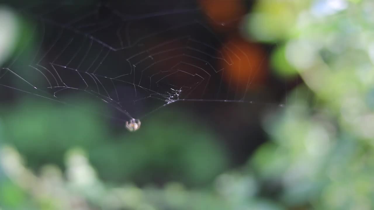 小蜘蛛的离焦抽象背景正在花园里织网视频素材