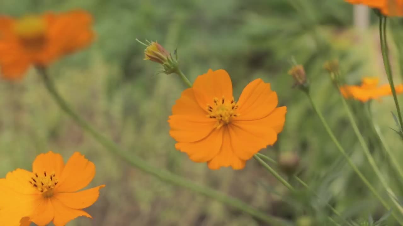 宇宙橙花视频素材