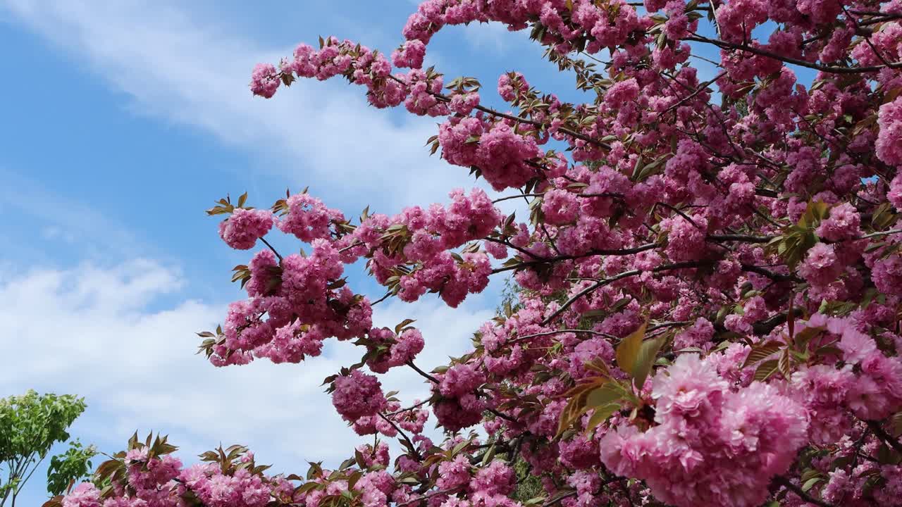 美丽的树-樱花-樱花视频下载