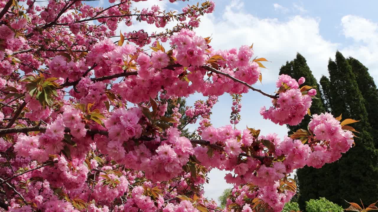 非常美丽的樱花-自然和明亮的风景视频下载