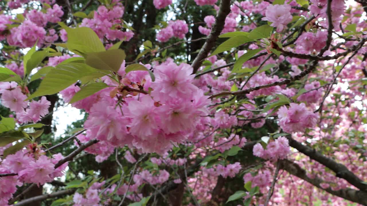 樱花开得非常漂亮-亮粉色的花背景视频素材