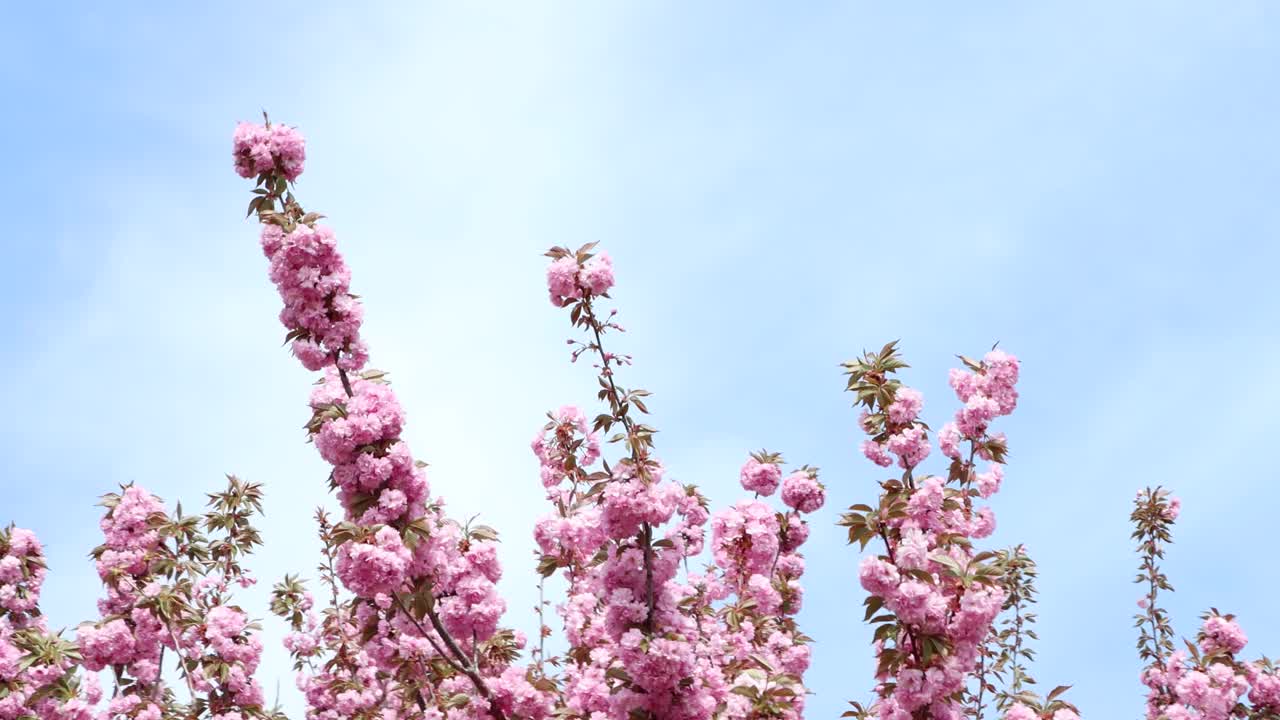 樱花盛开-花的背景-风。视频下载