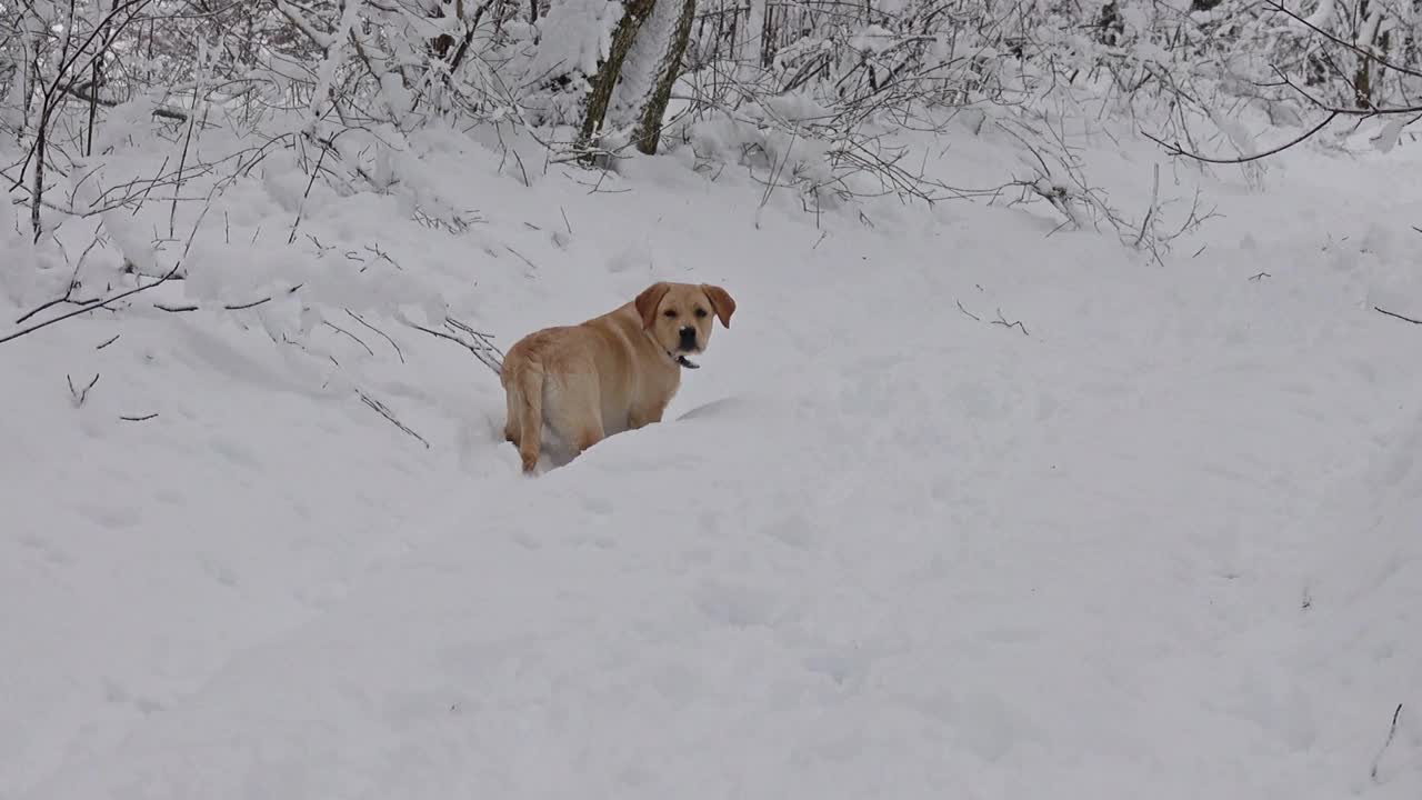 冬天在雪地里玩耍的拉布拉多犬视频素材