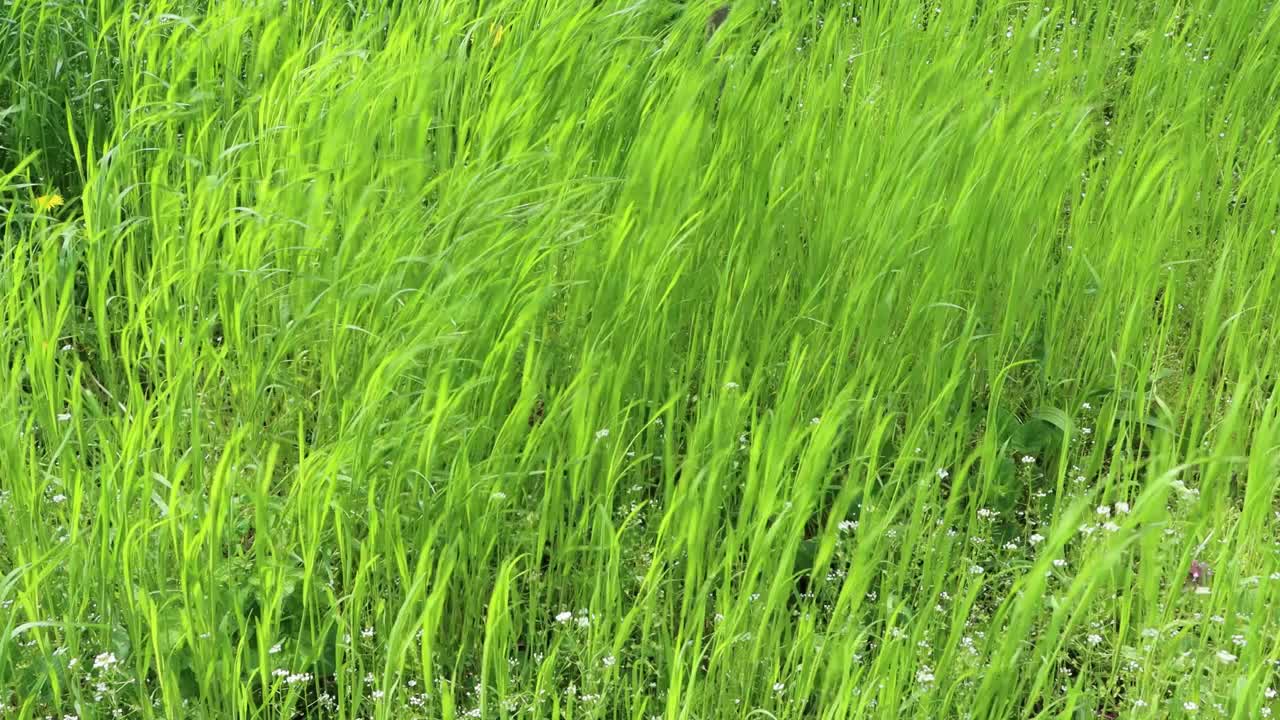 夏天的绿草-背景-强风视频素材