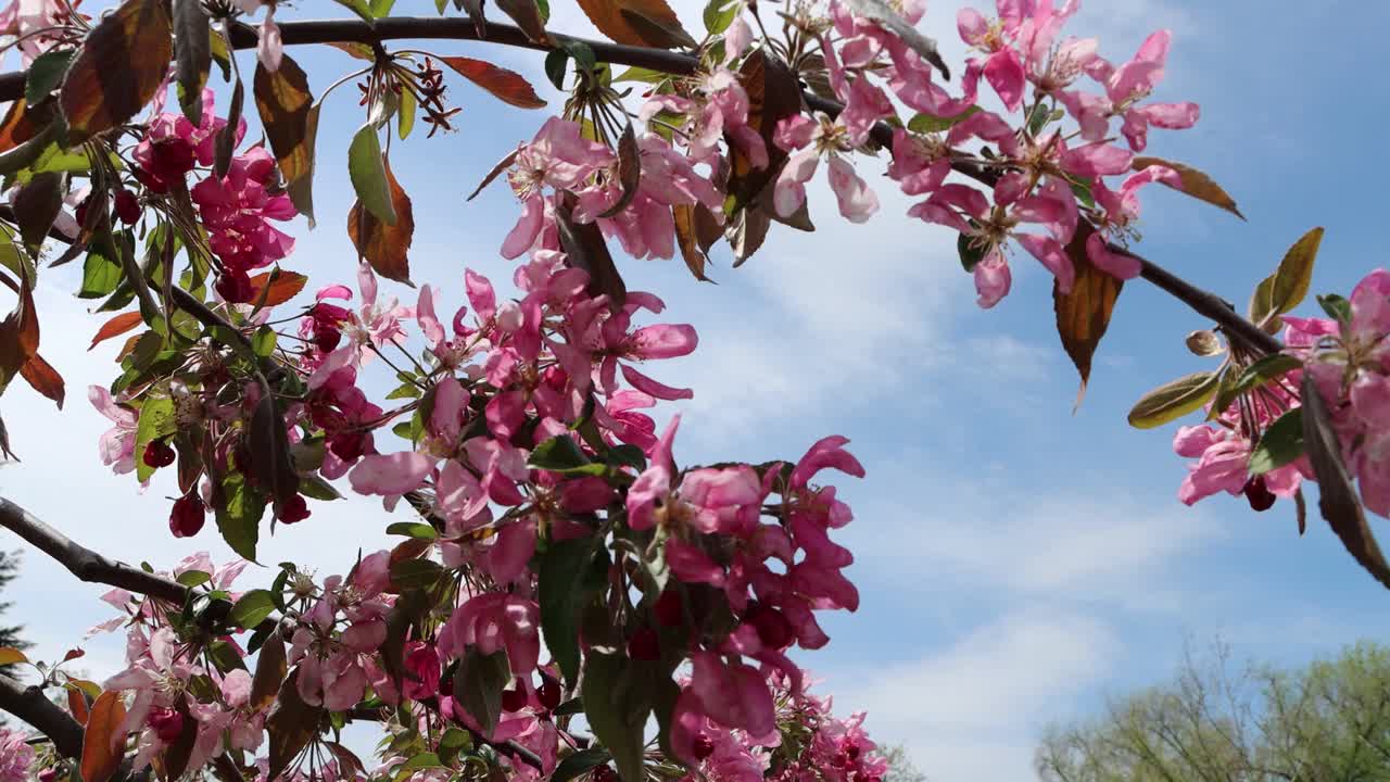 樱花花-樱花与天鹅绒边缘。视频素材