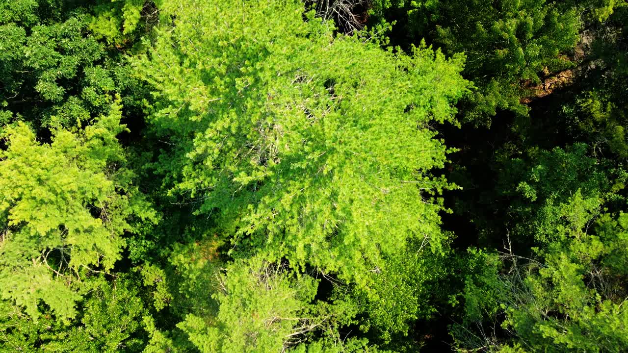 在卡茨基尔山脉的松树树冠上飞翔视频素材