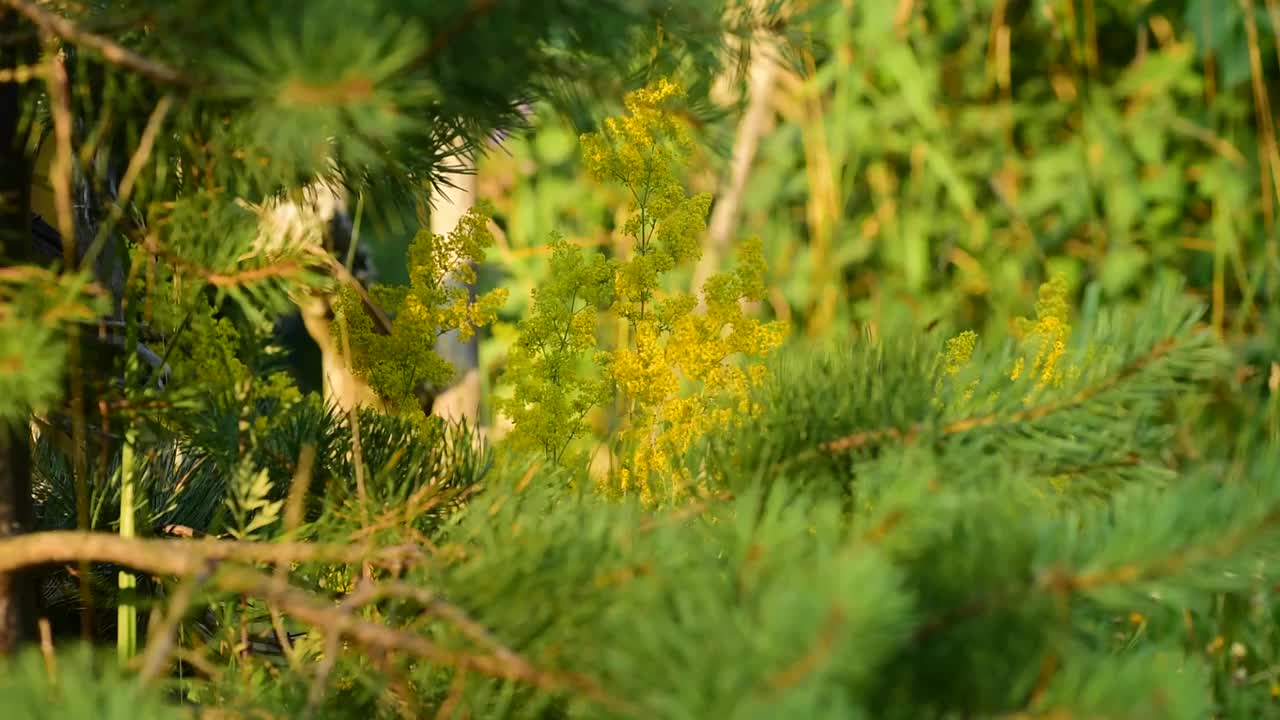 瑞典夏夜时，黄色的野花盛开视频素材