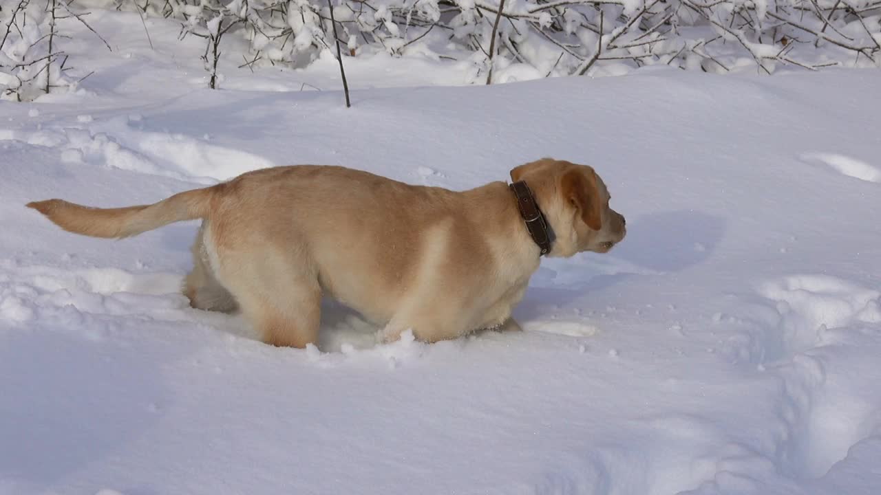 冬天在雪地里玩耍的拉布拉多犬视频素材