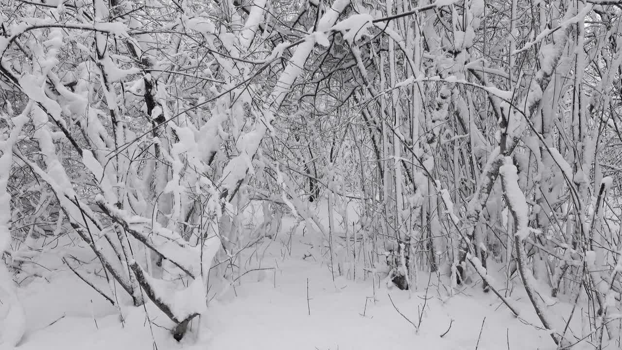 冬天的森林里，雪覆盖着树枝视频素材