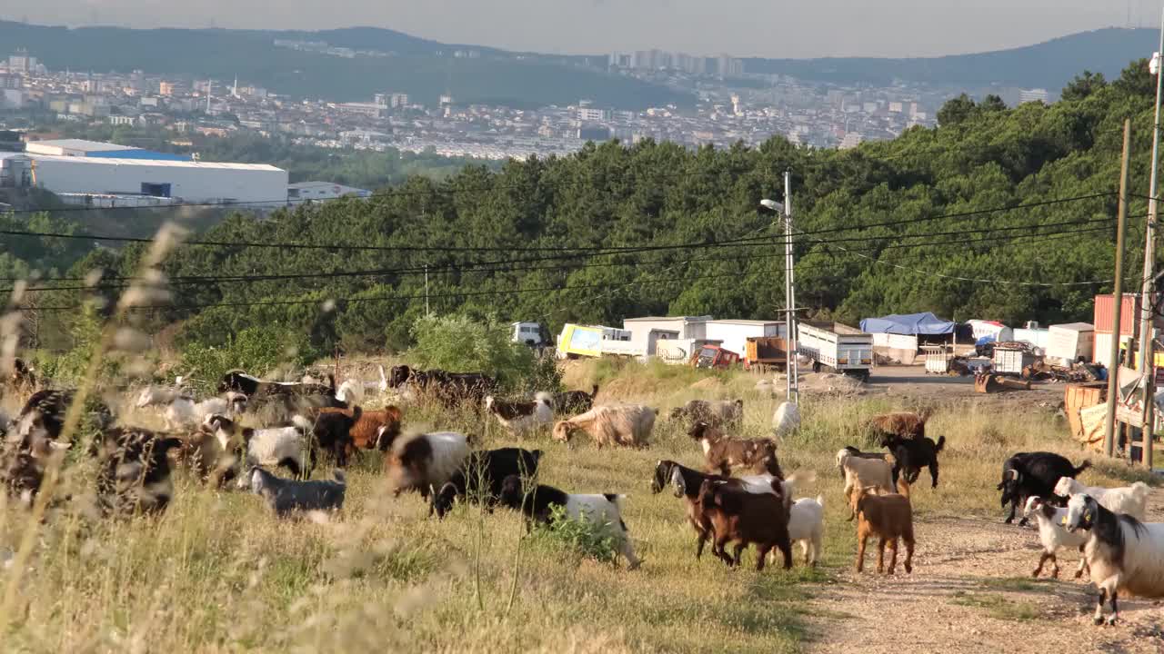 牧群的绵羊和山羊在牧场和在远处的城市观古尔邦视频素材